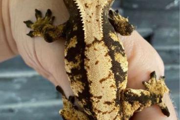 Geckos kaufen und verkaufen Photo: 1.0 Correlophus ciliatus.