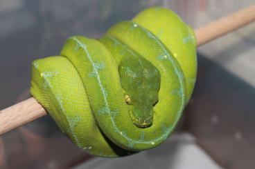 Pythons kaufen und verkaufen Foto: 1.0 Morelia viridis Jayapura