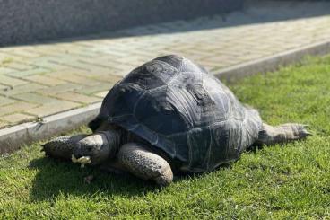 Turtles and Tortoises kaufen und verkaufen Photo: 0.2 Aldabrachelys gigantea (želva obrovská) for sale