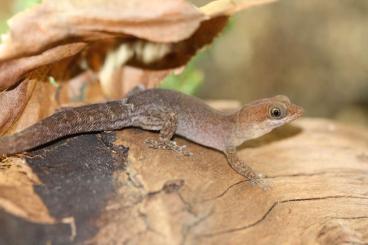 Geckos kaufen und verkaufen Photo: 2.0 Gonatodes antillensis