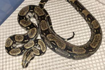 Boas kaufen und verkaufen Foto: 1.0 boa constrictor Longicauda cb 2021