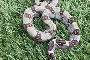 Boas kaufen und verkaufen Photo: Boa constrictor Longicauda cb 23 meltzer line