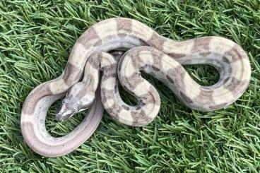 Boas kaufen und verkaufen Foto: 1.0 ghost motley jungle 66% het vpi t+ albino cb23 