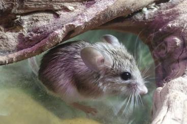 Exotische Säuger kaufen und verkaufen Foto: Turkmenischer Maushamster – Calomyscus mystax