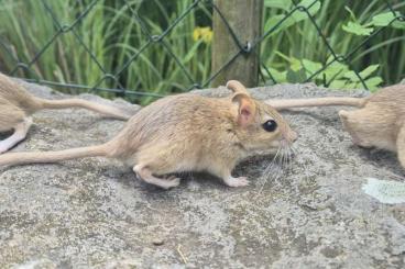 Exotic mammals kaufen und verkaufen Photo: Persische Rennmäuse zu vergeben! Exotic mammals kaufen und verkaufen Photo: Persische Rennmäuse zu vergeben!