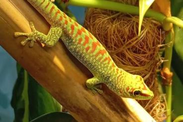 Geckos kaufen und verkaufen Photo: Phelsuma Grandis - großer Madagaskar Taggecko