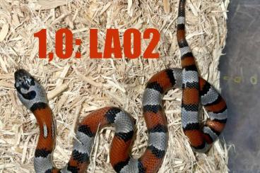 Colubrids kaufen und verkaufen Photo: Lampropeltis alterna - Blairi Morph