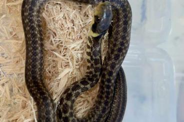 Colubrids kaufen und verkaufen Photo: Äskulapnattern Zamenis longissimus 