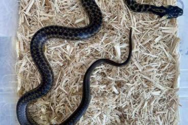 Schlangen kaufen und verkaufen Foto: Äskulapnattern Zamenis longissimus 