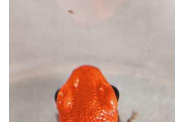 Poison dart frogs kaufen und verkaufen Photo: Ranitomeya Reticulata für Hamm