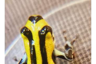 Poison dart frogs kaufen und verkaufen Photo: RANITOMEYA SIRENSIS Divirsoria Highland für Hamm