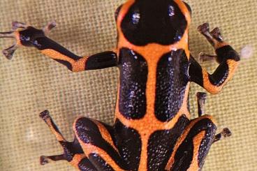 Poison dart frogs kaufen und verkaufen Photo: Ranitomeya imitator banded/huallaga 