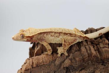 Geckos kaufen und verkaufen Photo: Kronengeckos für Hamm zur Abgabe