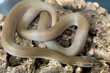 Nattern ungiftige  kaufen und verkaufen Foto: Boaedon fuliginosus Butter T- / Zambian Green Housesnake 