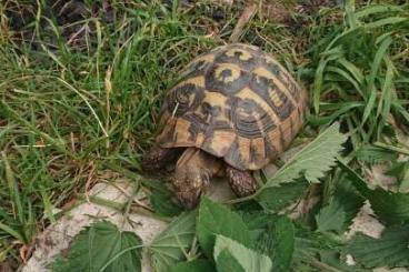Tortoises kaufen und verkaufen Photo: 2.1 Testudo hermanni Adult abzugeben