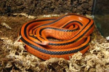 Schlangen kaufen und verkaufen Foto: Suche 1.0 Oreocryptophis porphyraceus coxi (Adult)