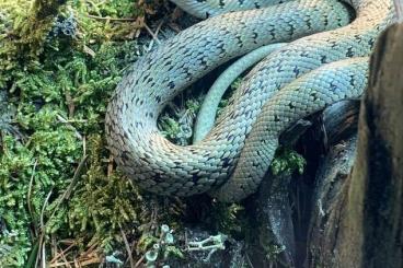 Snakes kaufen und verkaufen Photo: Suche Natrix und Nerodia! 