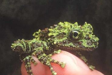 frogs kaufen und verkaufen Photo: Theloderma corticale Moosfrosch 