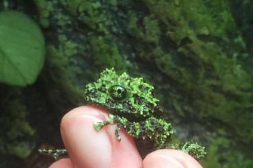 frogs kaufen und verkaufen Photo: Theloderma corticale Moosfrösche 