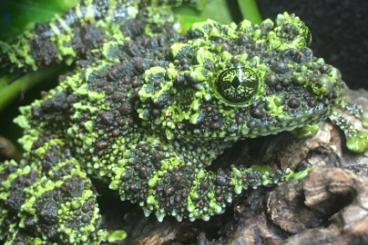 Frösche kaufen und verkaufen Foto: Theloderma corticale Moosfrosch Frösche kaufen und verkaufen Foto: Theloderma corticale Moosfrosch