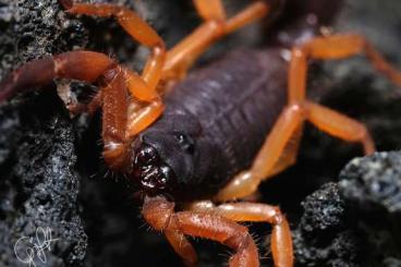 Skorpione kaufen und verkaufen Foto: Verkaufe Skorpione! leiurus, parabuthus, hottentotta usw.