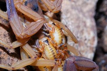 Skorpione kaufen und verkaufen Foto: Verkaufe Buthiden!!! Hottentotta, Leiurus, Androctonus und weitere.