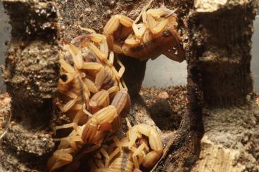 Spinnen und Skorpione kaufen und verkaufen Foto: VERKAUFE SKORPIONE BUTHIDEN, Leiurus, Androctonus, Parabuthus, Hotten.