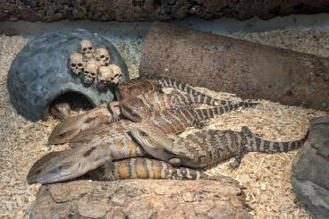 Skinks kaufen und verkaufen Photo: Blauzungenskinke Tiliqua scincoides intermedia