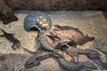 Skinks kaufen und verkaufen Photo: Blauzungenskinke Tiliqua scincoides intermedia