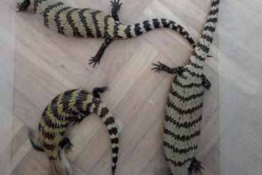 Lizards kaufen und verkaufen Photo: Blauzungenskinke tiliqua gigas evanescens 
