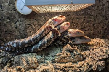 Skinks kaufen und verkaufen Photo: Blauzungenskinke tiliqua gigas evanescens 