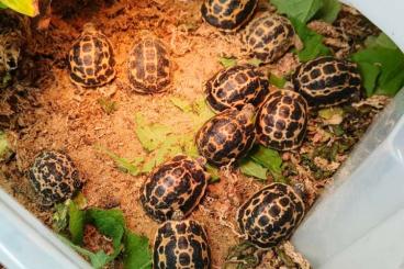 Landschildkröten kaufen und verkaufen Foto: Pyxis arachnoides brygooi cb24