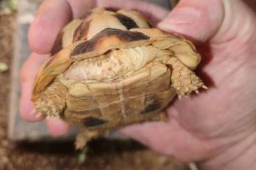 Landschildkröten kaufen und verkaufen Foto: Testudo kleinmanni 2.0 cb