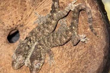 Geckos kaufen und verkaufen Foto: Rhacodactylus trachycephalus, Rhacodactylus leachianus