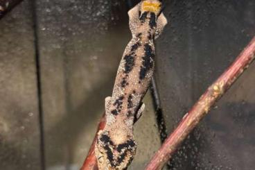 Geckos kaufen und verkaufen Foto: E. agricolae, Strophurus ciliaris, Correlophus sarasinorum 