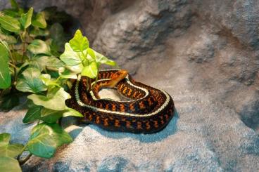 Colubrids kaufen und verkaufen Photo: 1.0 Thamnophis sirtalis concinnus 