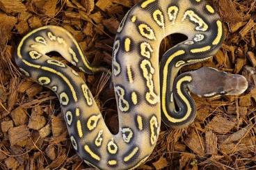 Königspythons kaufen und verkaufen Foto: Nice Ballpythons for Hamm