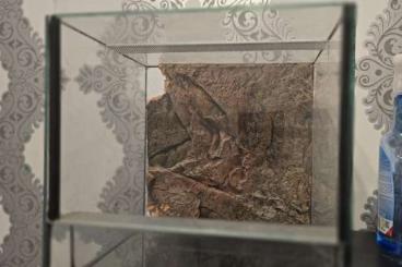 Terrarien kaufen und verkaufen Foto: 3 verschiedene 30er glasterrarien mit Rückwand Terrarien kaufen und verkaufen Foto: 3 verschiedene 30er glasterrarien mit Rückwand