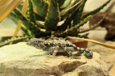 Geckos kaufen und verkaufen Photo: Pristurus carteri Masirah 1.0