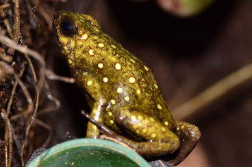 Poison dart frogs kaufen und verkaufen Photo: Biete 1,1 Sylvatica Paru, legend und pflegend, Wikiri