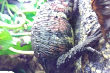 Echsen  kaufen und verkaufen Foto: Amazing colored Crocodile Lizard