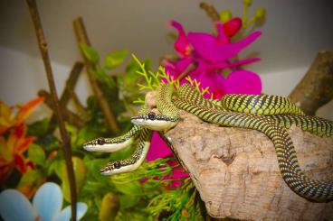 Snakes kaufen und verkaufen Photo: Looking for male Chrysopelea paradisi