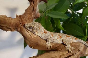 Geckos kaufen und verkaufen Foto: 1.1  Rhacodactylus auriculatus