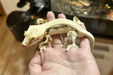 Geckos kaufen und verkaufen Photo: Rhacodactylus/Eurydactylodes/Correlophus