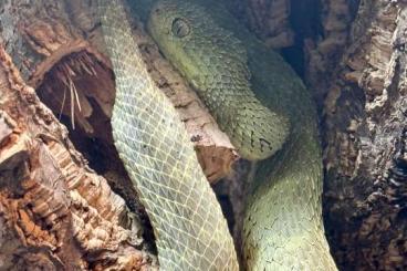 Venomous snakes kaufen und verkaufen Photo: 0.1 Atheris squamigera NZ21 