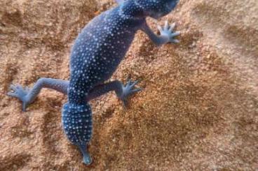 Geckos kaufen und verkaufen Foto: Nephrurus levis levis 6.5 nz 2023