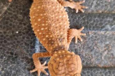 Geckos kaufen und verkaufen Foto: Nephrurus levis and amyae cb 2024