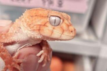 Geckos kaufen und verkaufen Photo: Nephrurus Levis und Amyae cb 2024