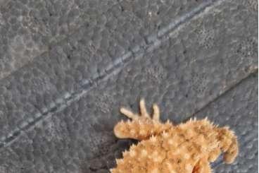 Geckos kaufen und verkaufen Photo: Nephrurus levis and amyae cb 2024 Geckos kaufen und verkaufen Photo: Nephrurus levis and amyae cb 2024