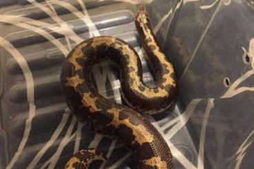 Boas kaufen und verkaufen Photo: Eryx colubrinus c./ loveridgei 1.2.0 Boas kaufen und verkaufen Photo: Eryx colubrinus c./ loveridgei 1.2.0